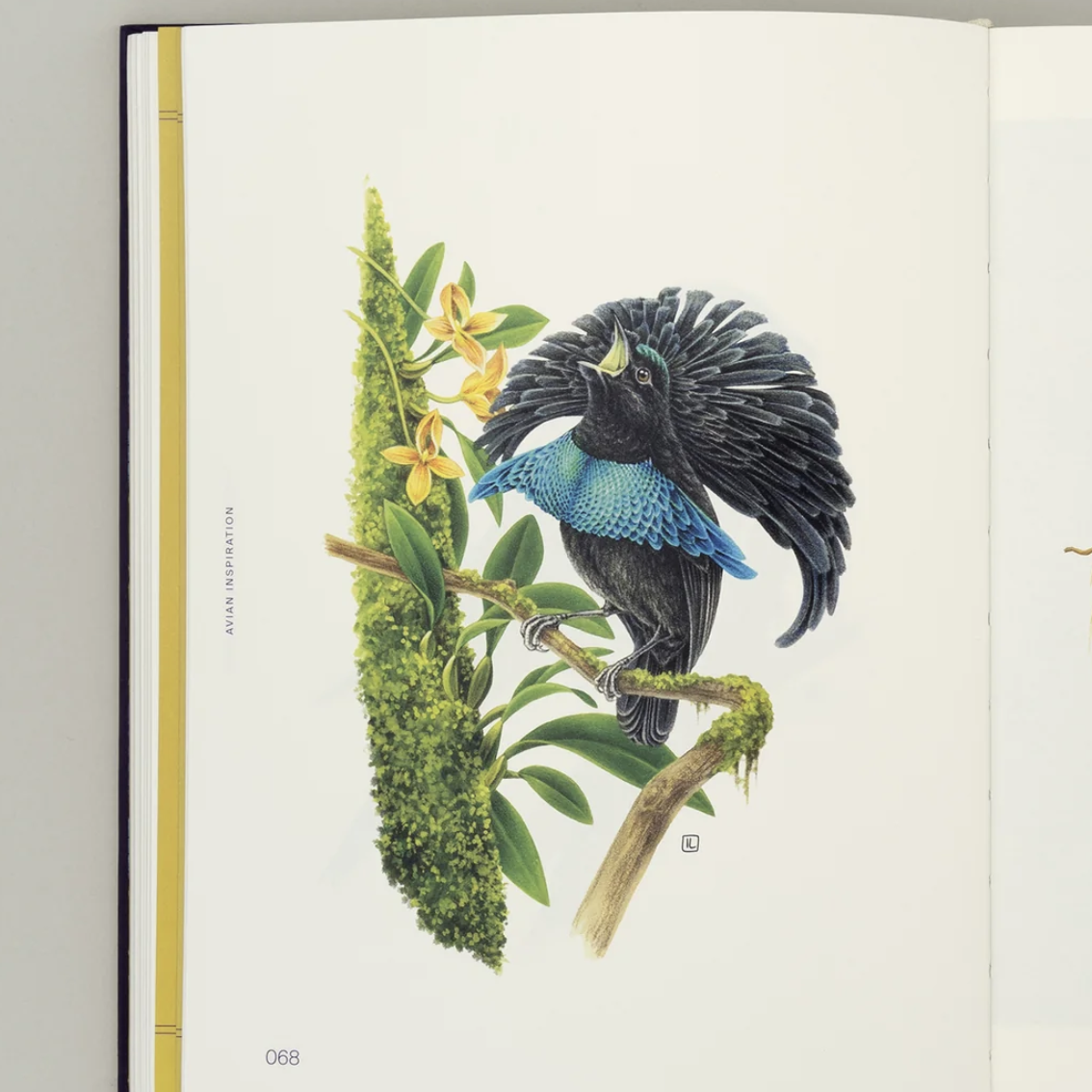 Avian Inspiration Art and Design Inspired by Birds /anglais