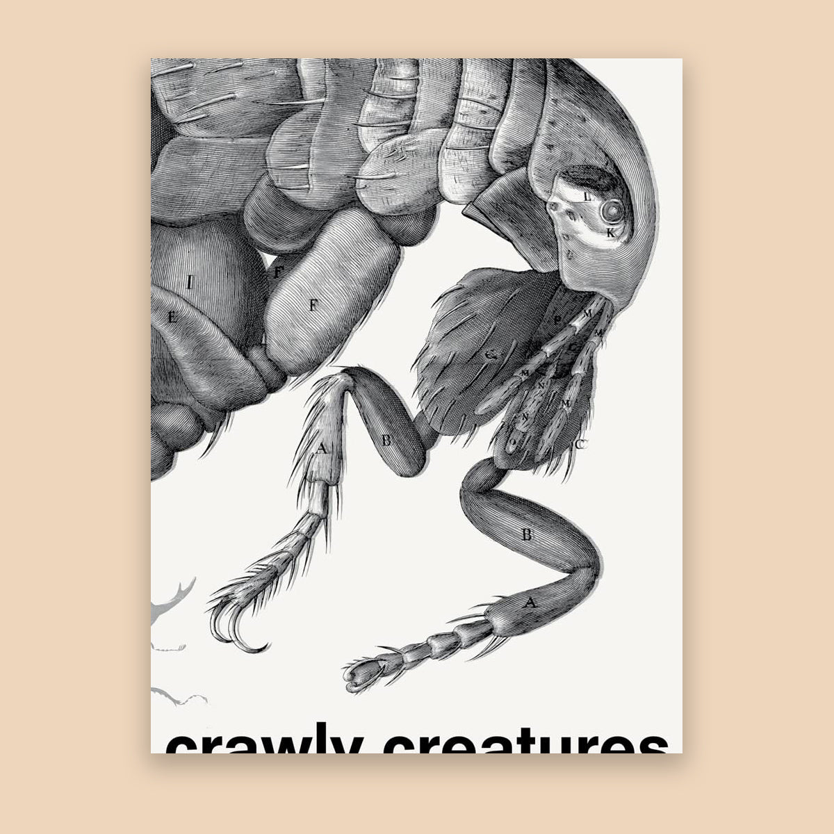 Crawley creatures - depiction and appreciation of insects and other critters in art and science