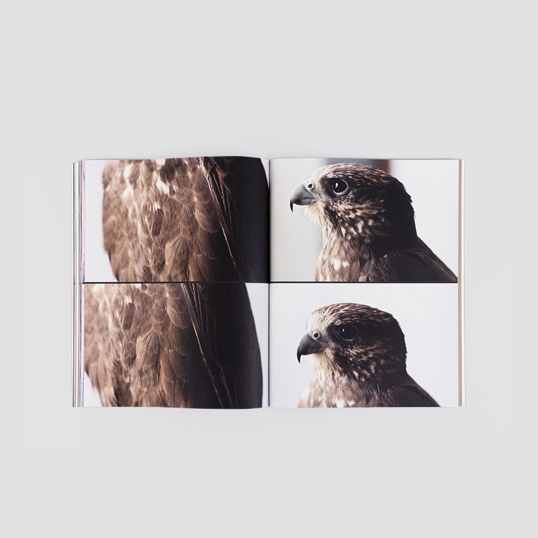 The falcon of karachi