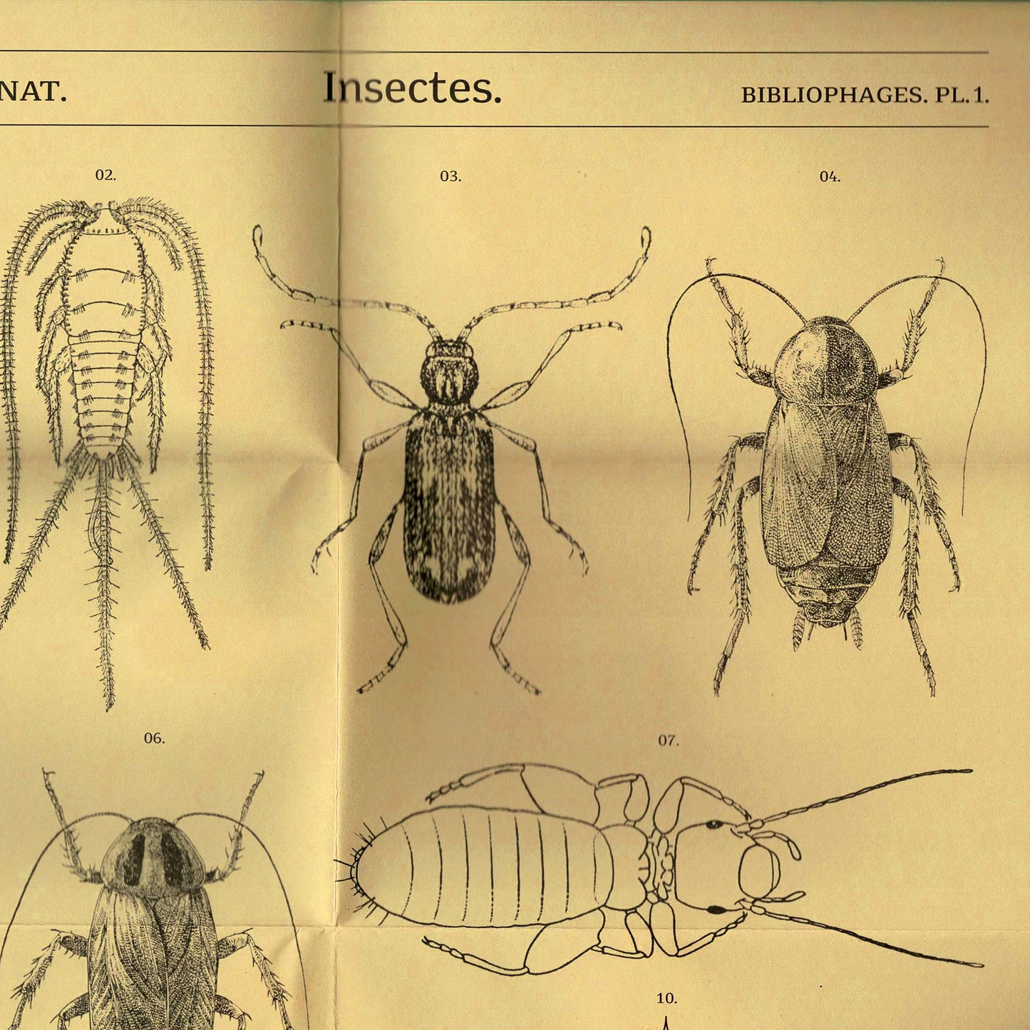 Insectes bibliophages