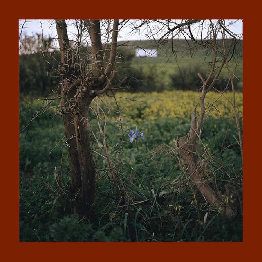 Guide to Trees + Guide to Fossils