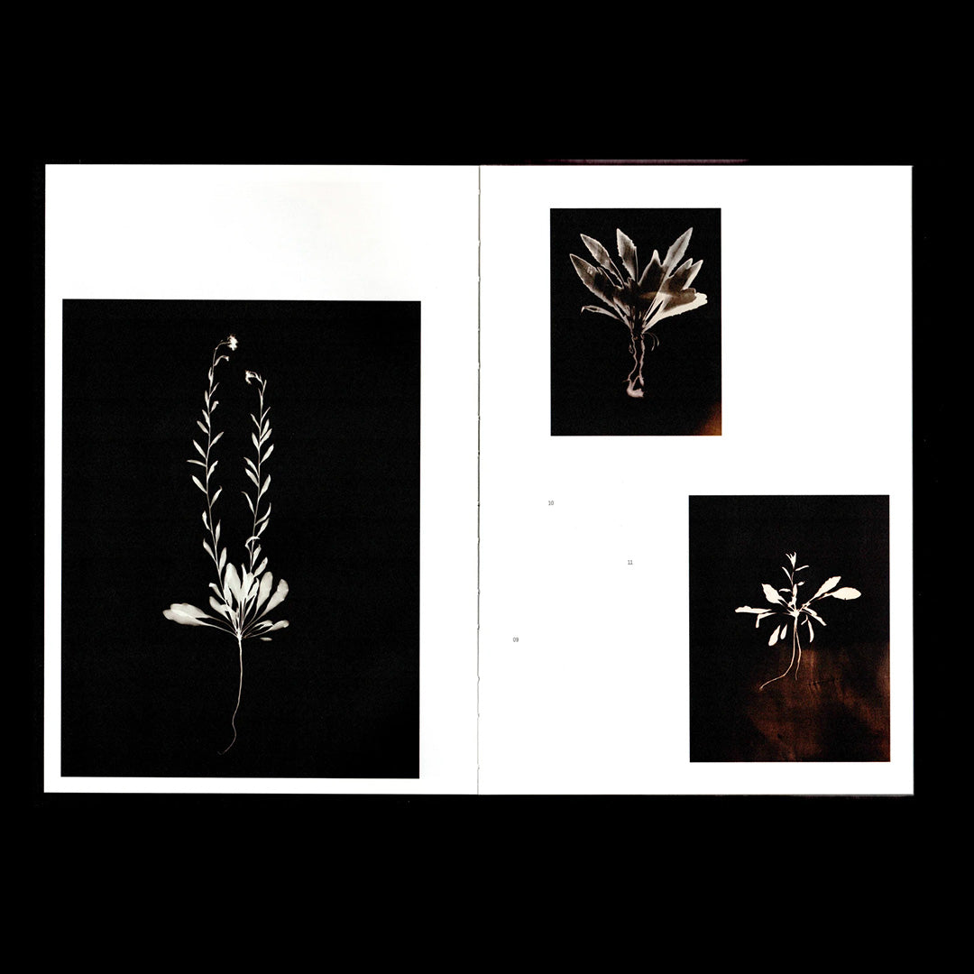 L’Herbe aux yeux bleus