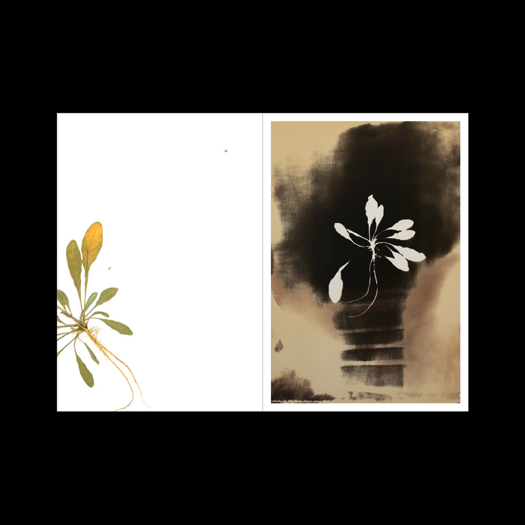 L’Herbe aux yeux bleus