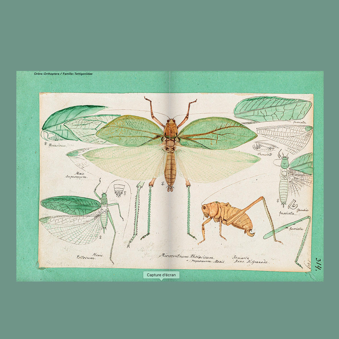 Feuilles volantes : L'Oeuvre inachevée de Heinrich Buchecker