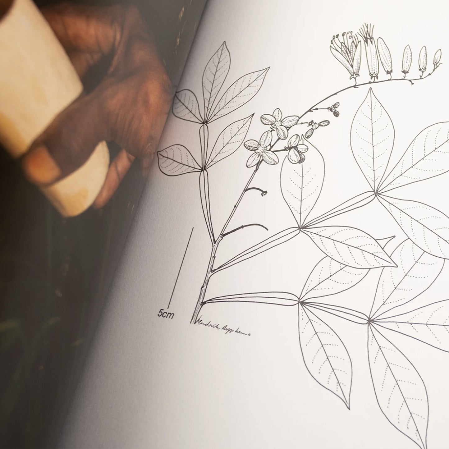 Fourteen Leaves and a Cup of Water