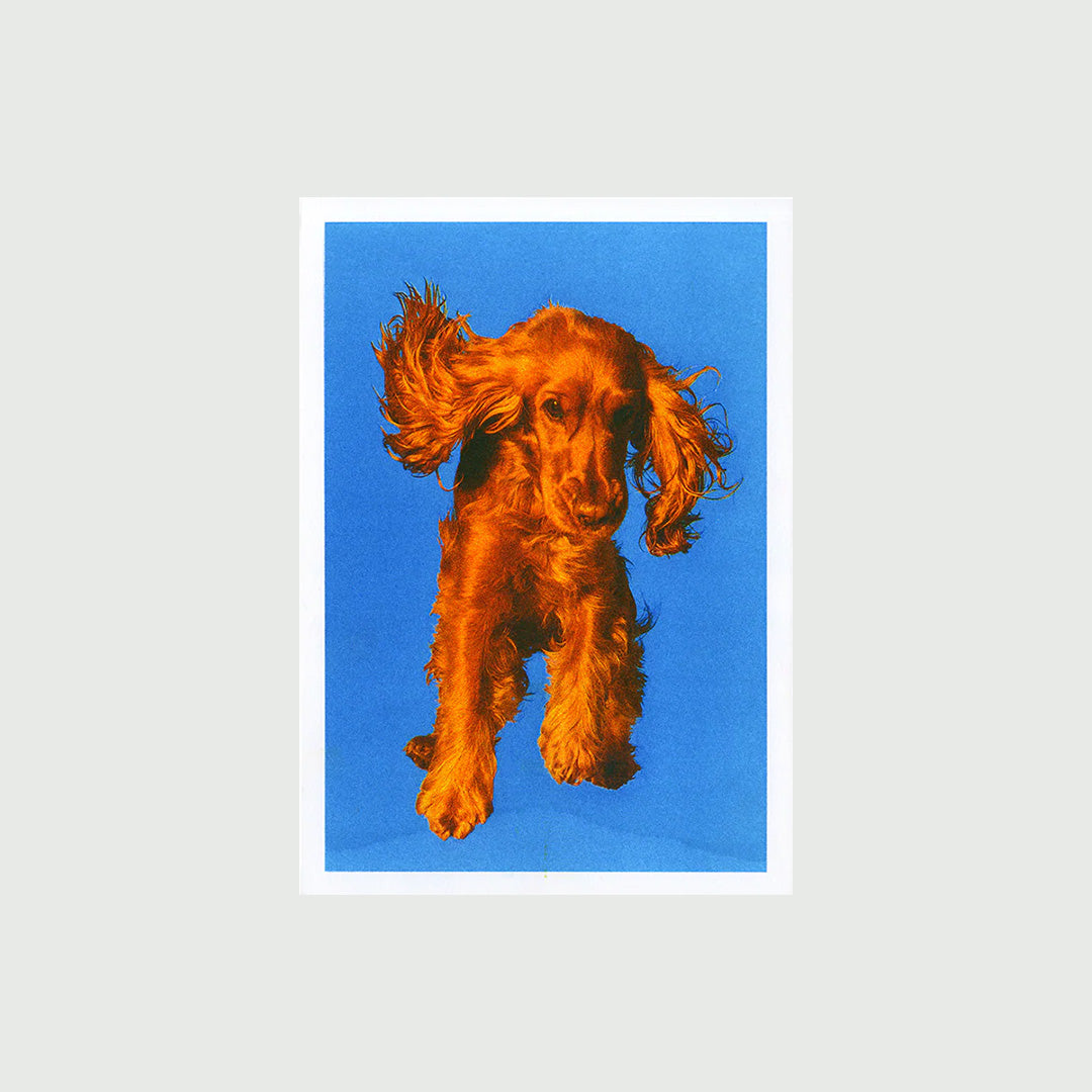 Dogo A (A4)