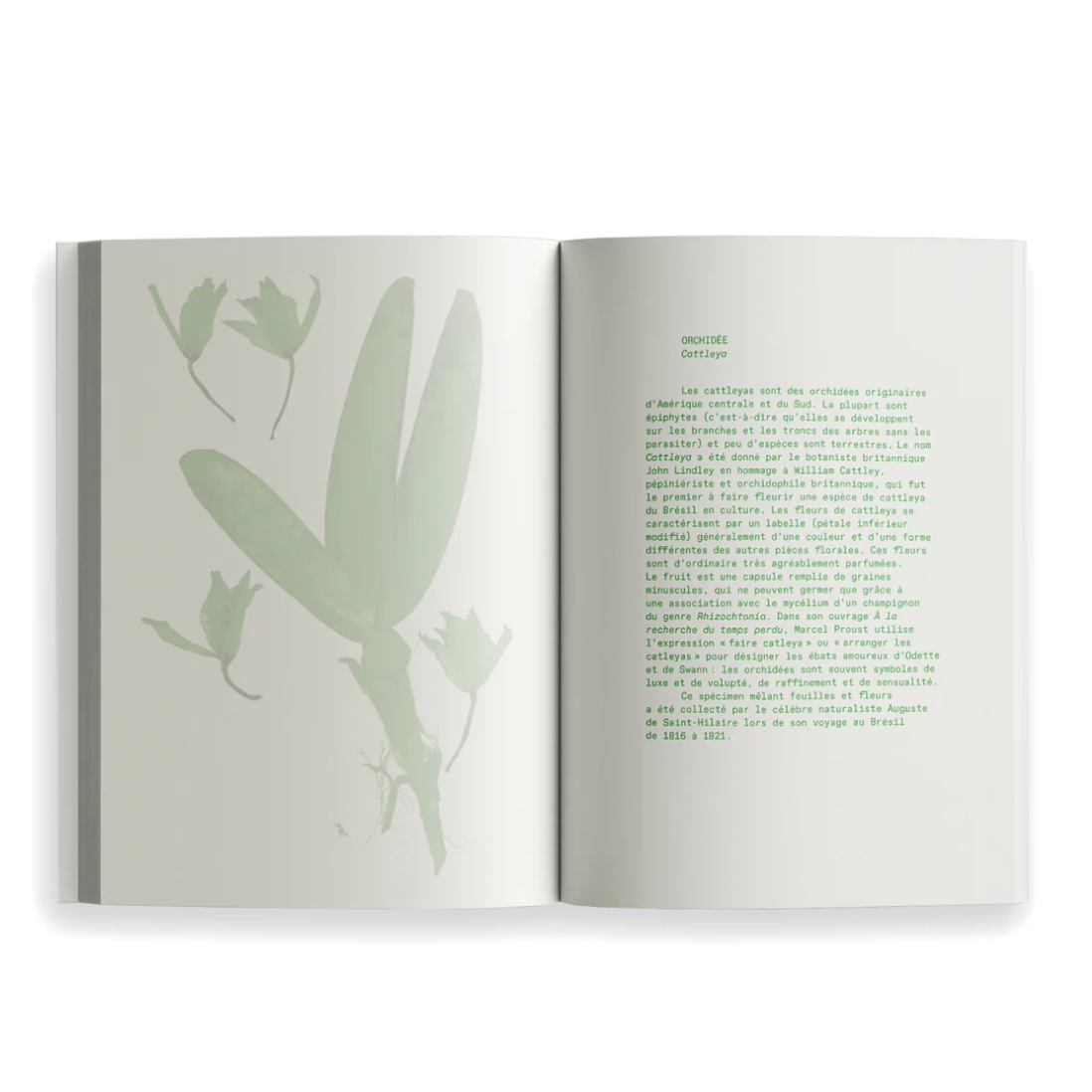 Ryoko Sekiguchi Sentir