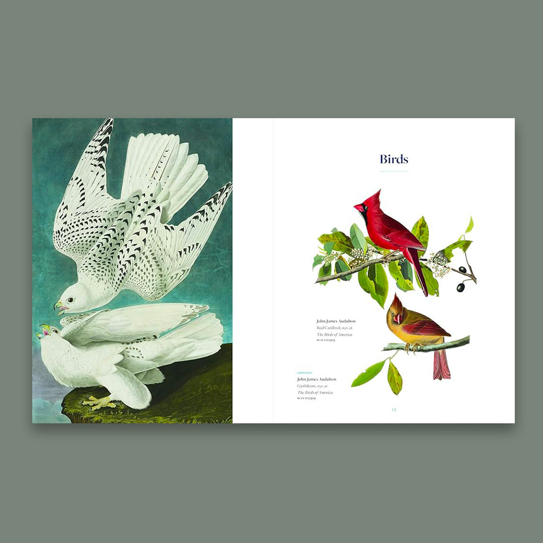 Animalia: From the Royal Collection