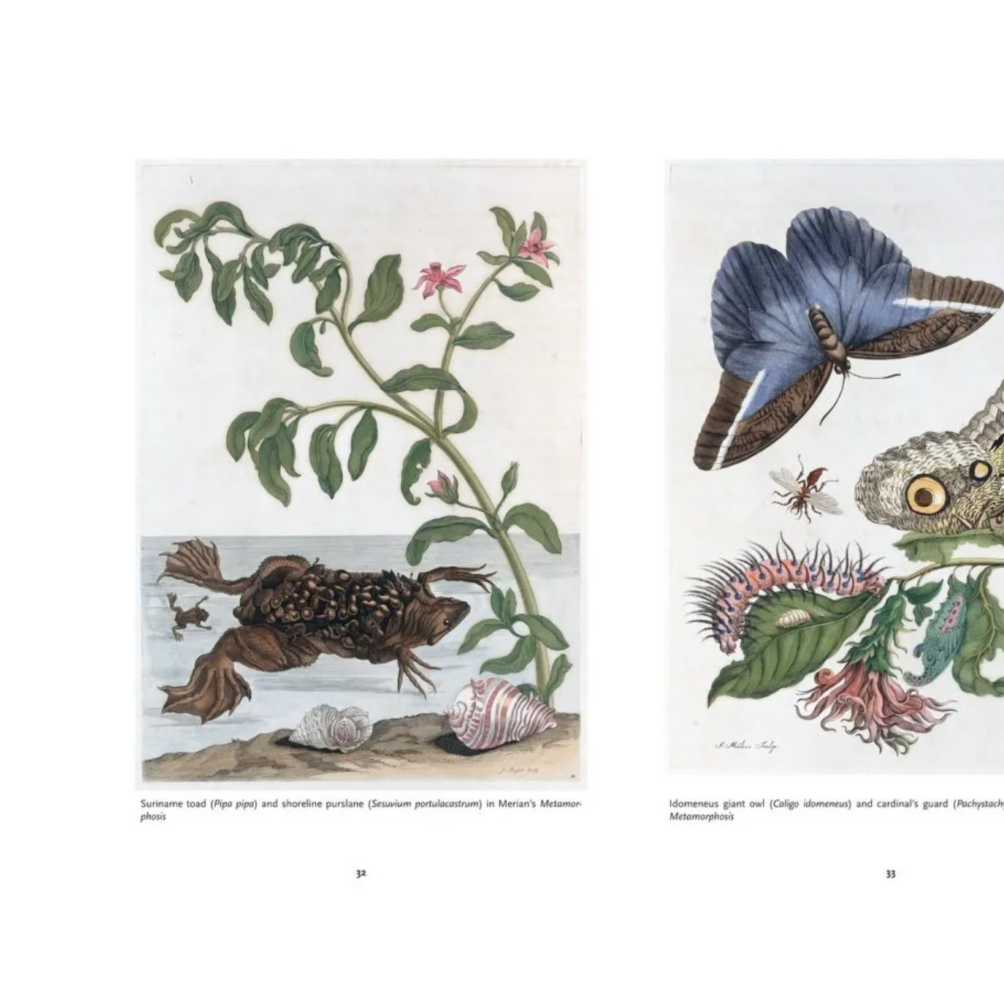The Art of Biodiversity