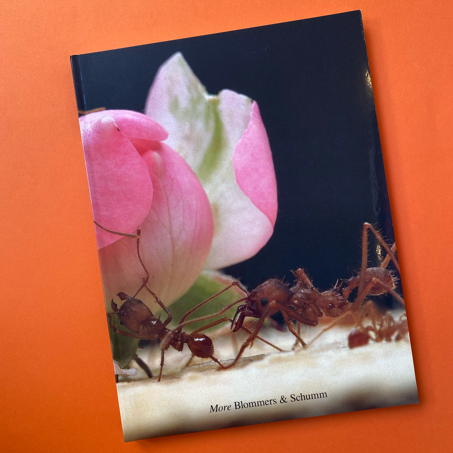 Blommers & Schumm - More
