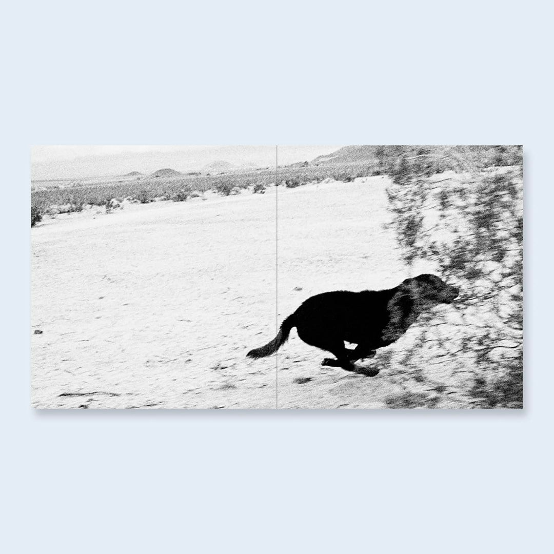 Dogs Chasing My Car in the Desert