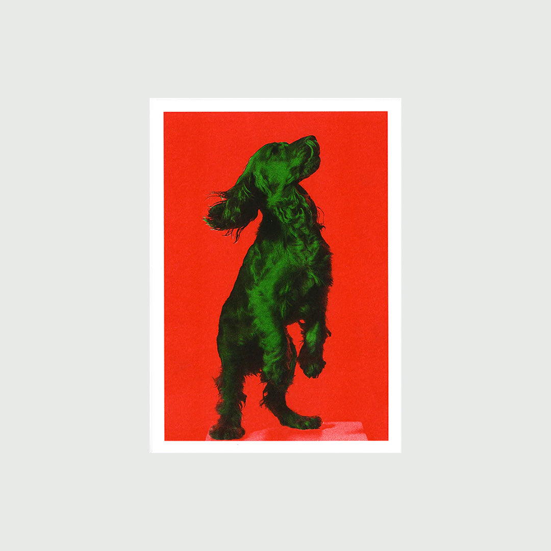 Dogo D (A4)