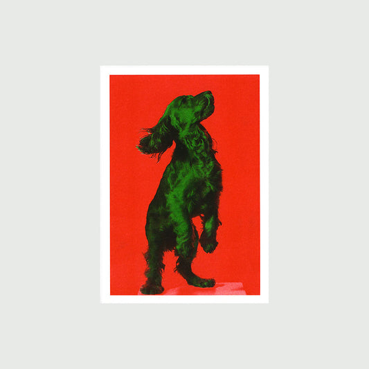 Dogo D (A4)