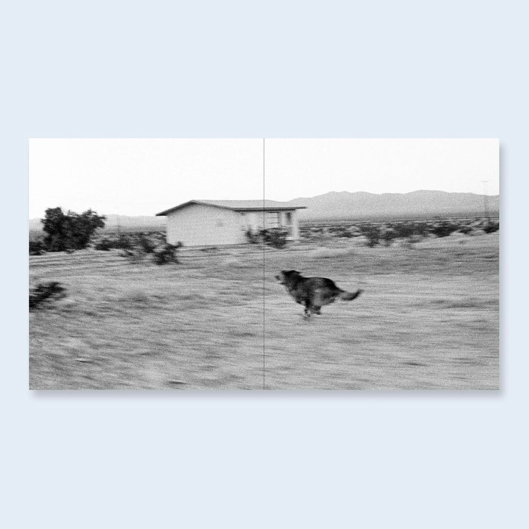 Dogs Chasing My Car in the Desert