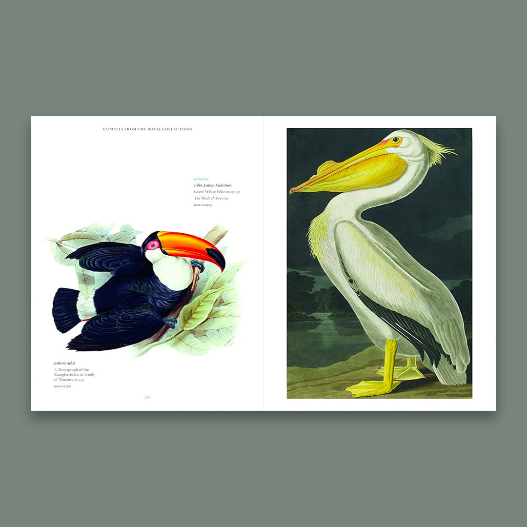 Animalia: From the Royal Collection