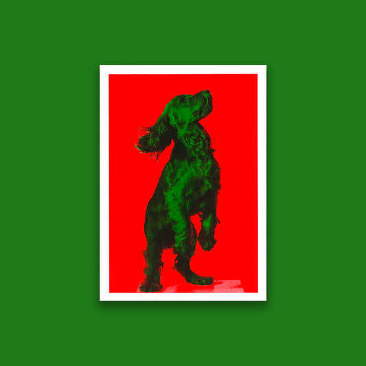 Dogo D (A5)