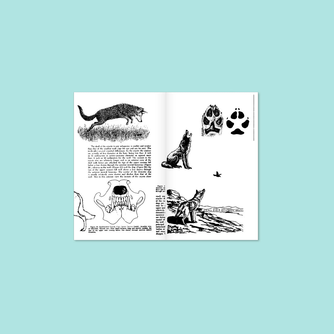 Perruches Conversation #01