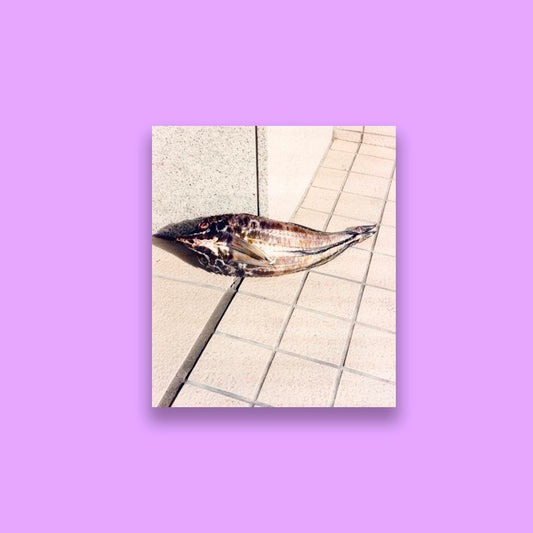 Naohiro Harada Tokyo Fishgraphs II