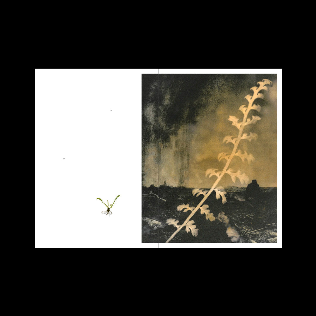 L’Herbe aux yeux bleus