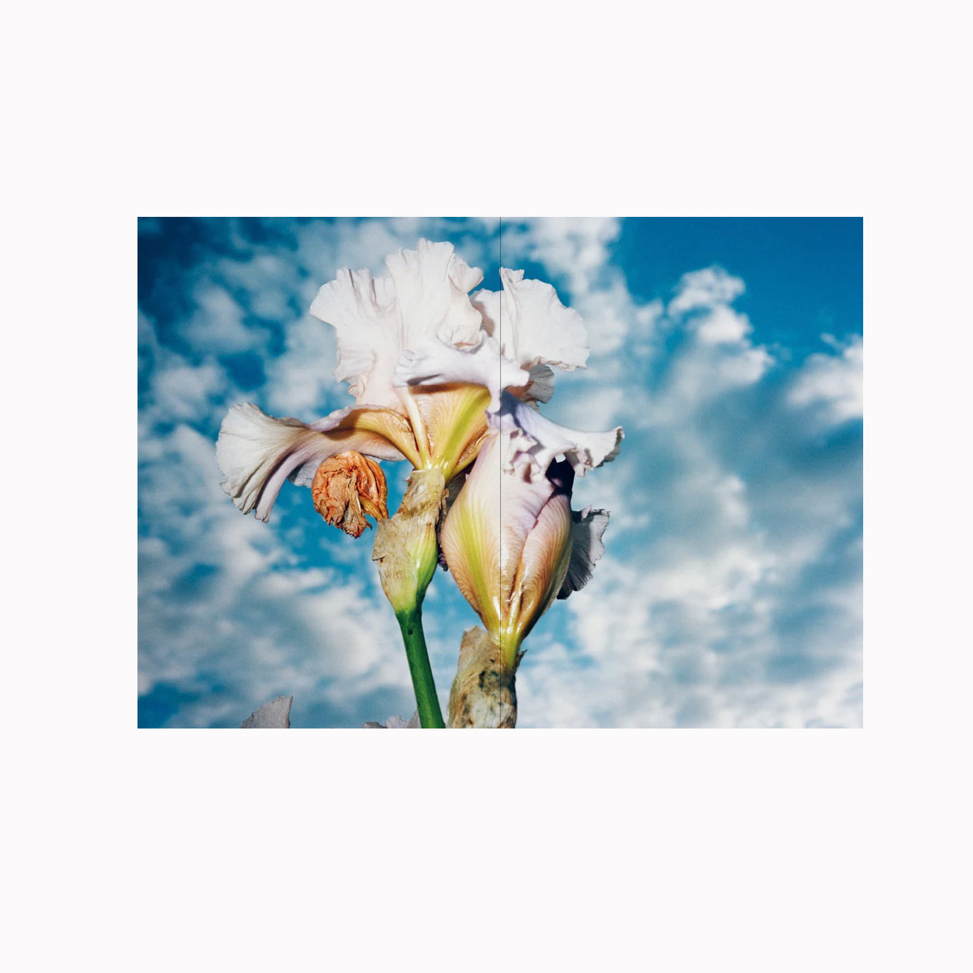 Kristina Podobed Kristina 18