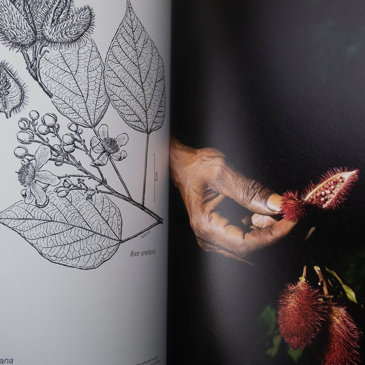 Fourteen Leaves and a Cup of Water