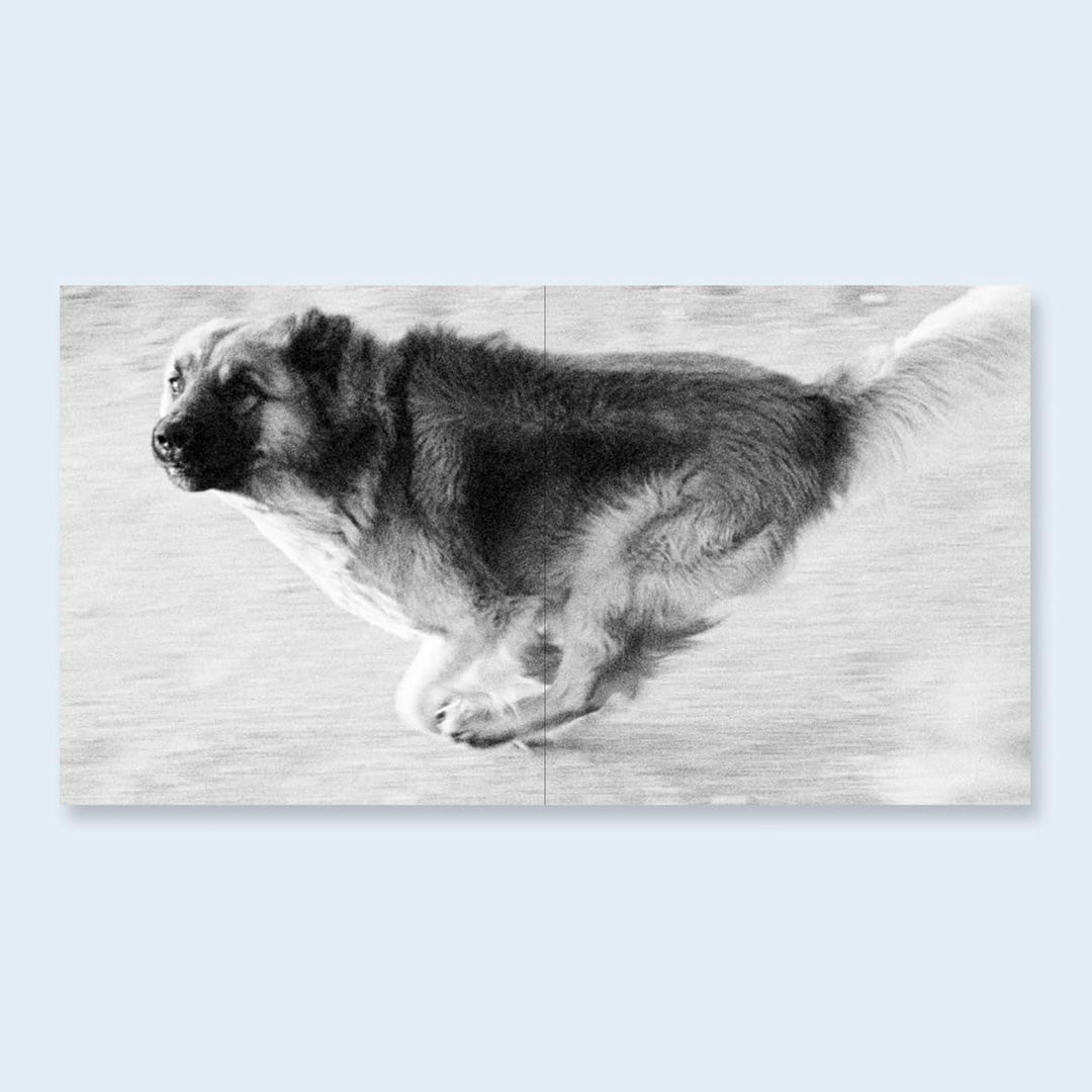 Dogs Chasing My Car in the Desert