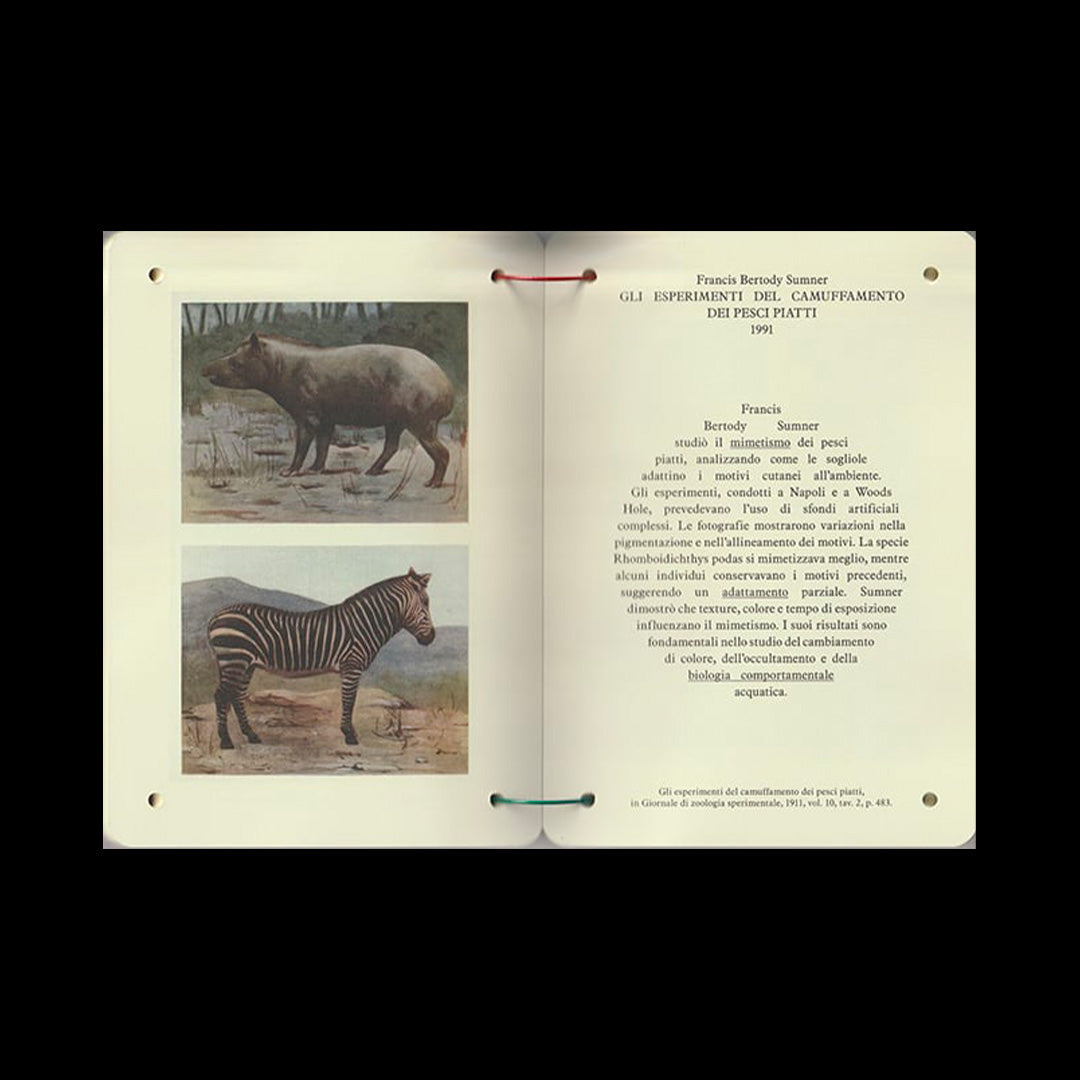 Thesaurus of Child Ecology