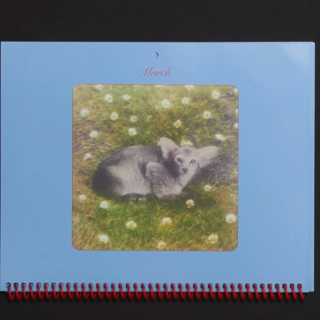 Pussycats, calendar 2026