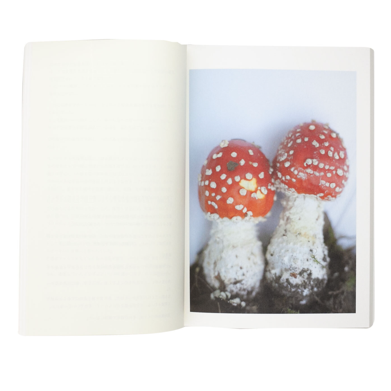 Islands, islets, and their mushrooms