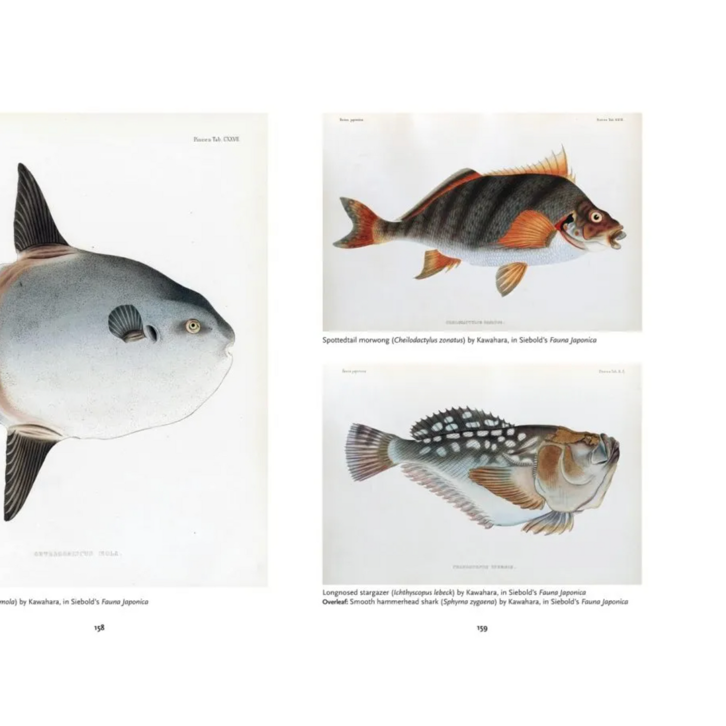 The Art of Biodiversity